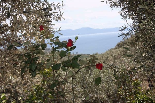 Φωτογραφία από τη Φάρμα Παλάτια