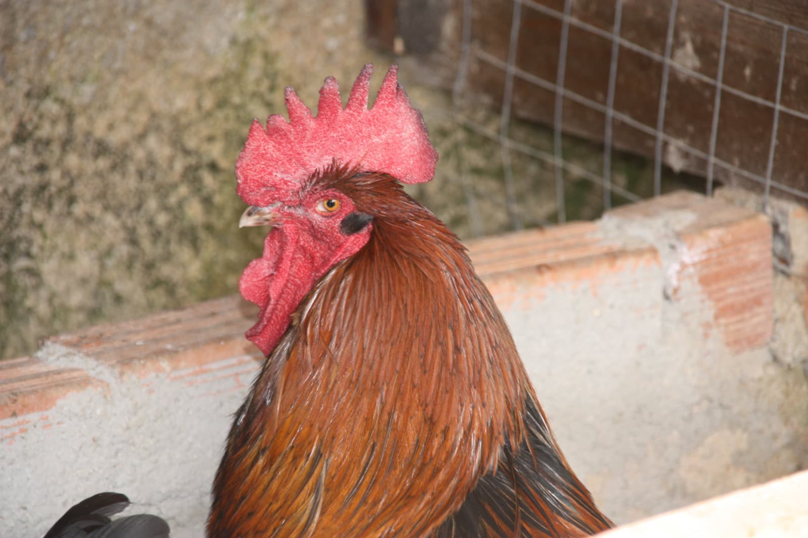 Marans κούκος
