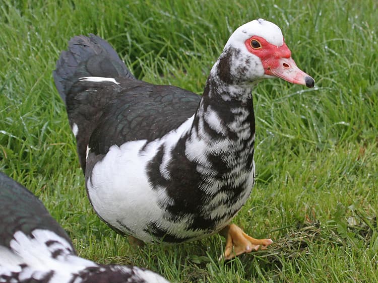Πάπια Muscovy 2