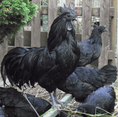 Αυγά εκκόλαψης Cemani / Ayam Cemani 2