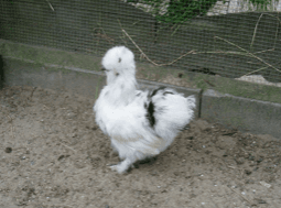 Seidenhuhn / Silkie 2