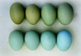 Araucana 2