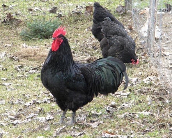 Αυγά εκκόλαψης Australorp 2