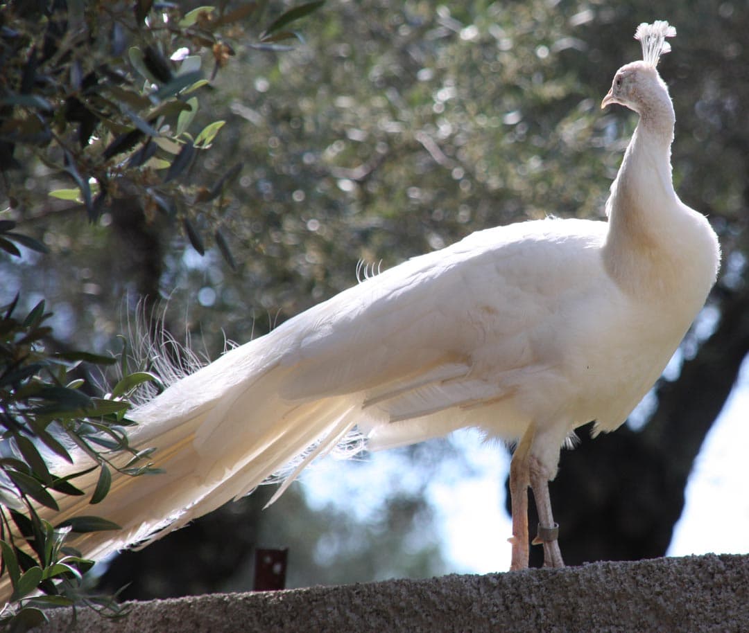 Παγώνια (λευκά)
