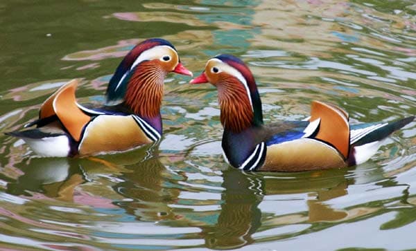 Πάπια Mandarin (μανταρίν)