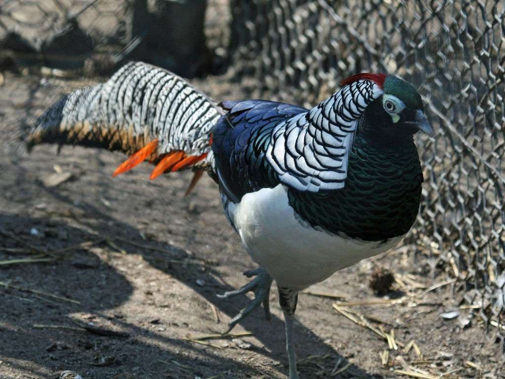 Φασιανός Ledy