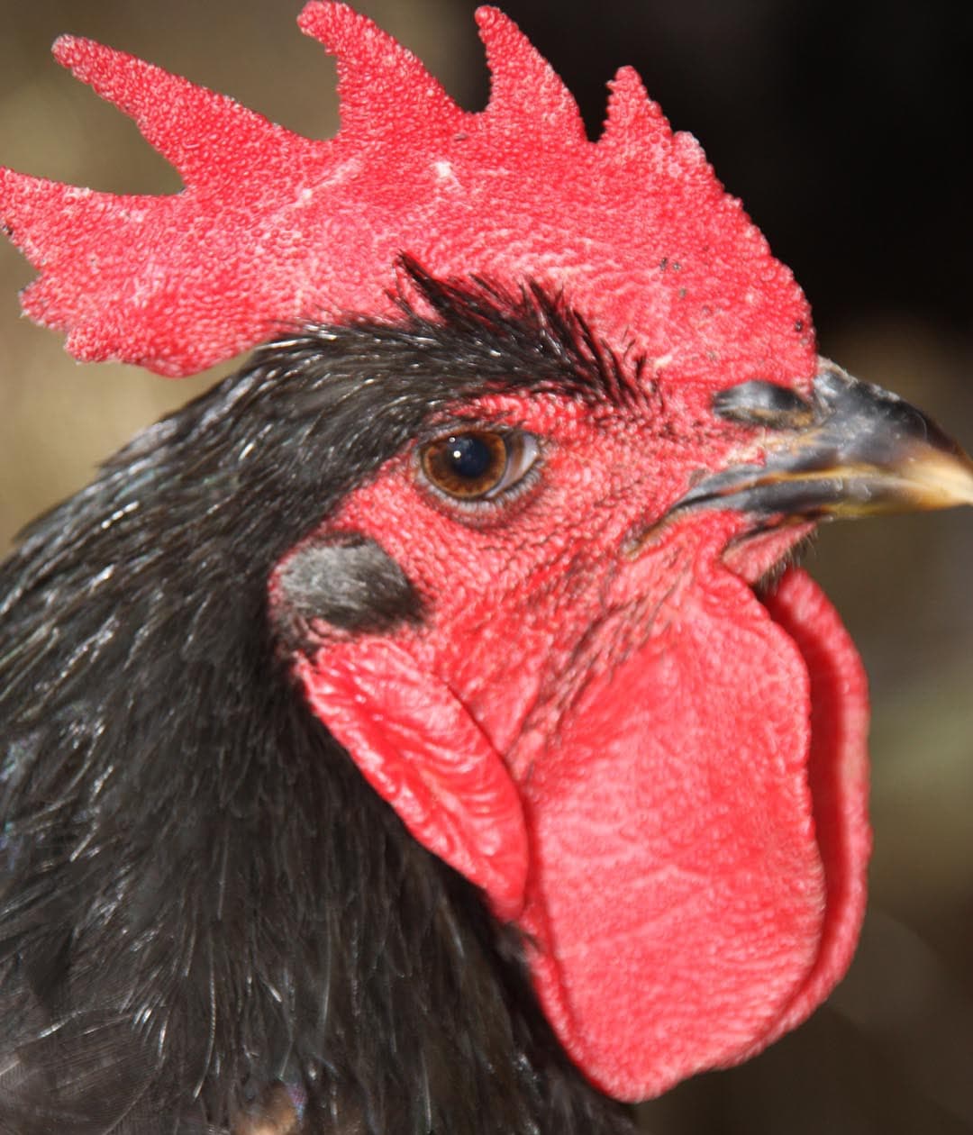 Αυγά εκκόλαψης Australorp