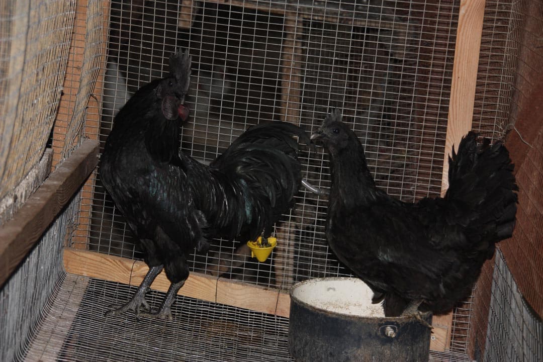 Αυγά εκκόλαψης Cemani / Ayam Cemani