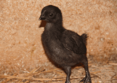 Αυγά εκκόλαψης Cemani / Ayam Cemani 3
