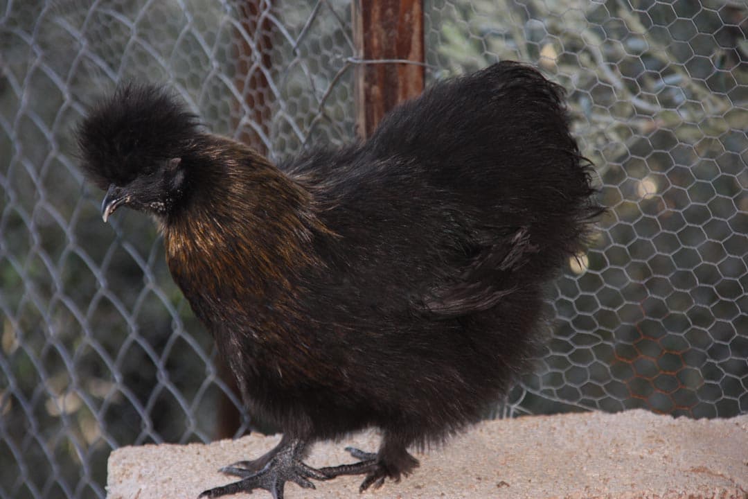 Seidenhuhn / Silkie