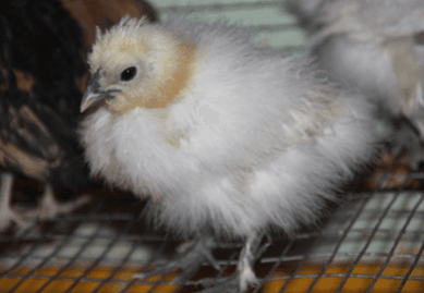 Seidenhuhn / Silkie 3
