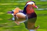 Πάπια Mandarin (μανταρίν) 4