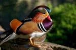 Πάπια Mandarin (μανταρίν) 3