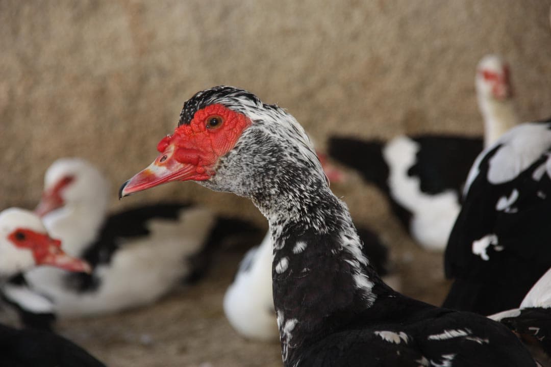Πάπια Muscovy
