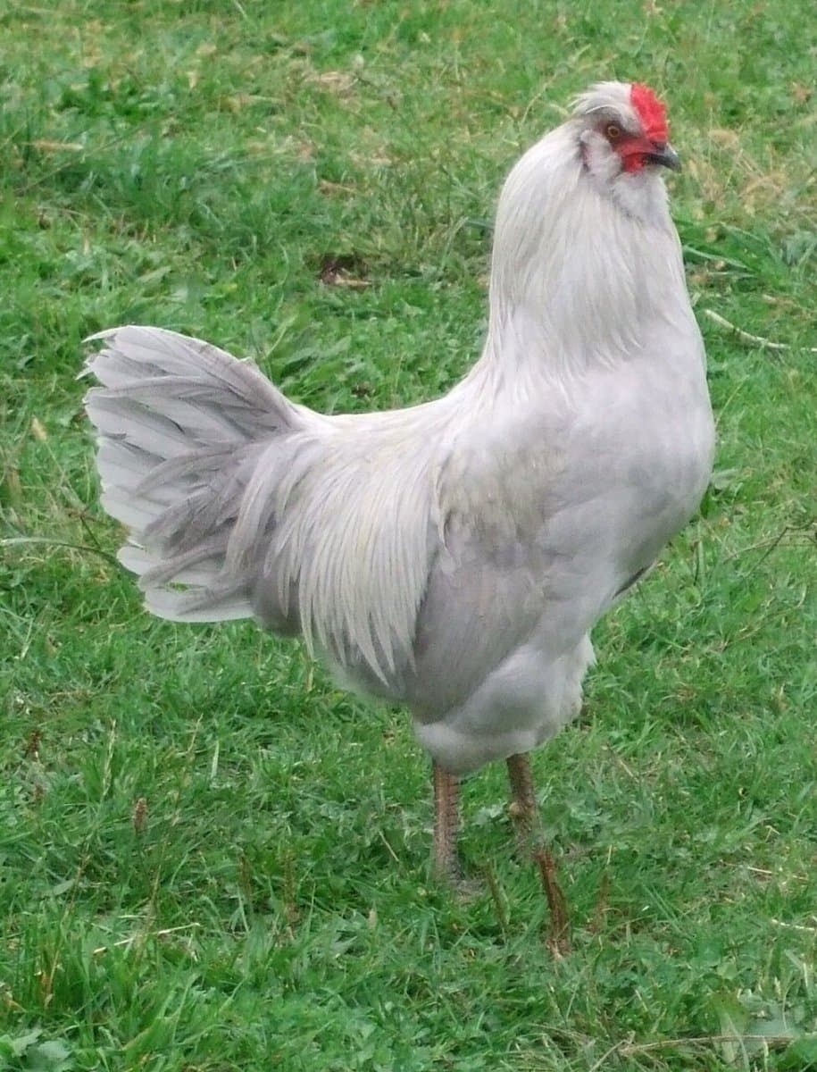 Βρετανική Araucana