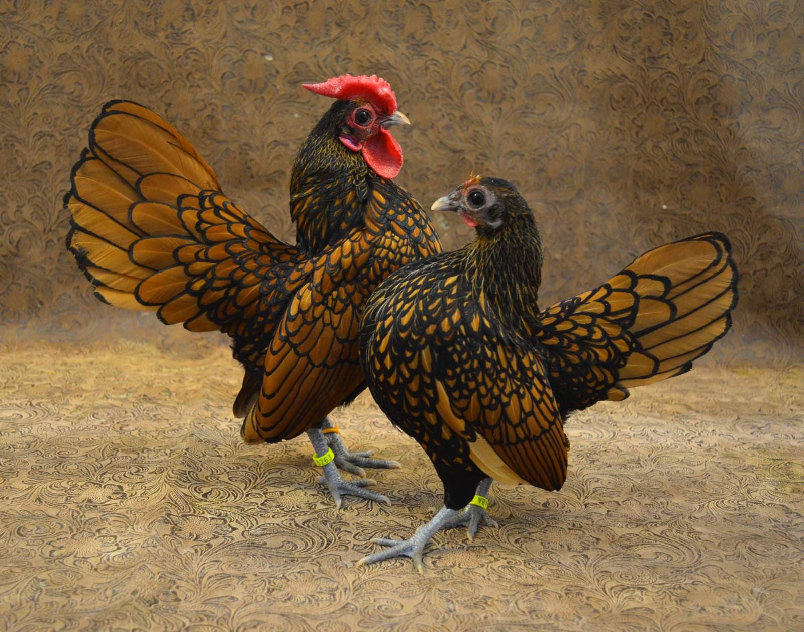 Sebright Golden