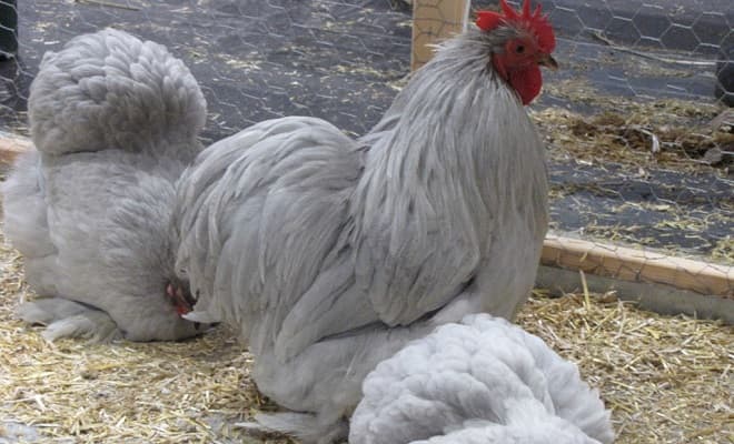 Ράτσες μίνι Cochin